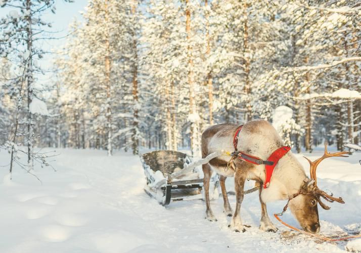 Автобус| Зимняя Карелия: новогодние чудеса и финский стиль