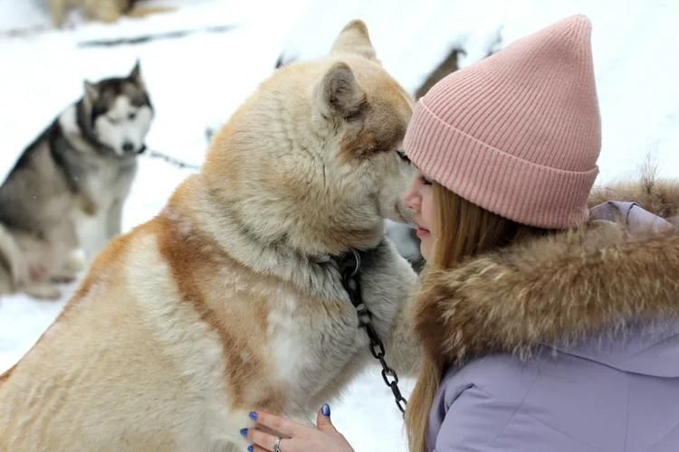 У хаски на выходных: уют, природа и радость общения