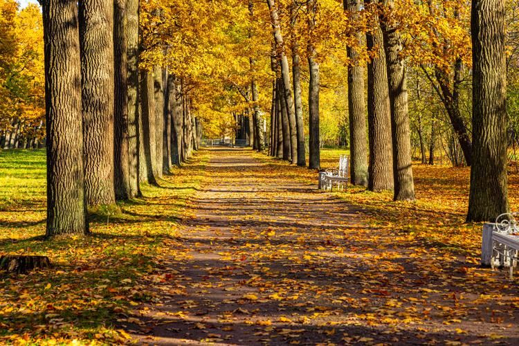 Автобус| Осенний дуэт. Петербург и Выборг