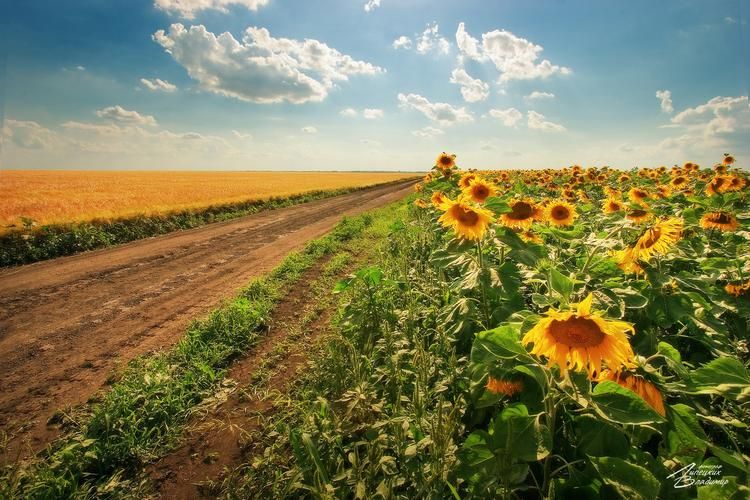 Автобус| В Крым!