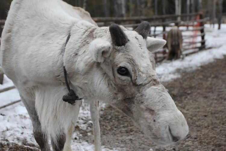 Оленьи выходные в Greenfield Park