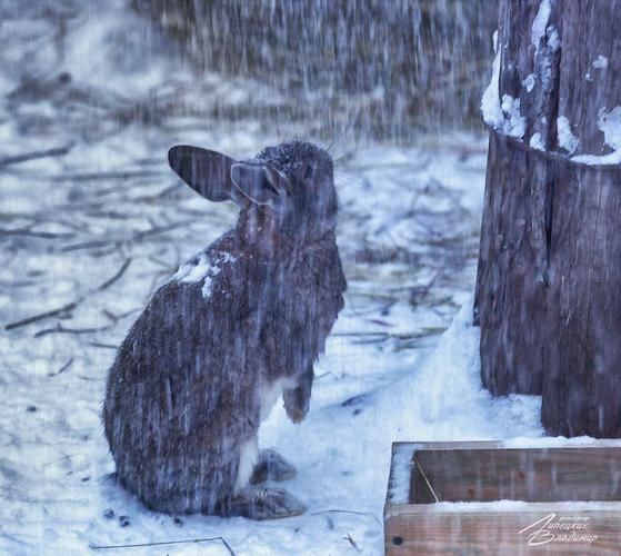 Автобус| Новогоднее путешествие в Тверскую Карелию: сказка, традиции и волшебство